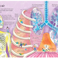 EDC PUBLISHING See Inside Your Body: Hardcover -ADVANCED SHOP ScreenShot2022 10 26at1.40.48PM